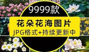 高清花朵花海花田花卉4K壁纸图片抖音快手自媒体摄影写生素材-创业资源网