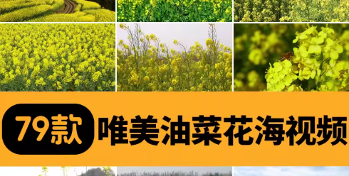 唯美油菜花大自然春天田园风景金色花海LED高清动态背景视频素材-创业资源网